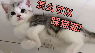 猫能有多记仇？半夜踩到了小奶猫，和我打了一天架！哈哈..萌出血了...