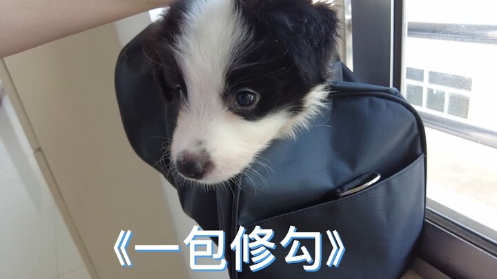I have a dog!