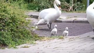 Baby swan