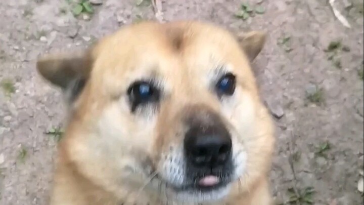 【Chinese Rural Dog】My grandma has raised a solid dog for twelve years.