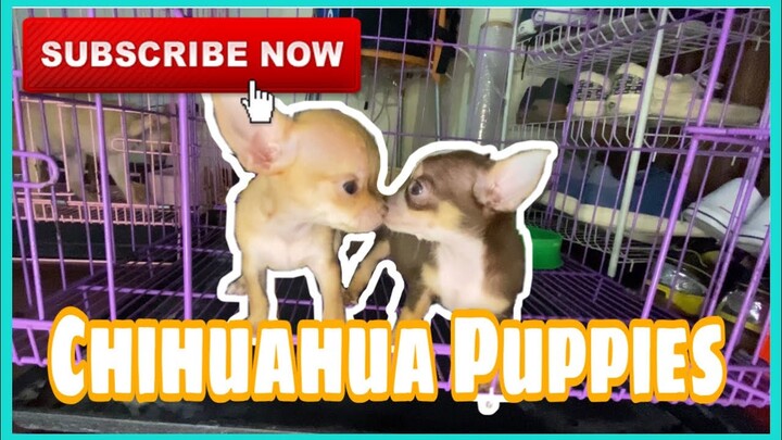 Chihuahua Puppies Cuteness overload!! | SUPER MARCOS VLOGS