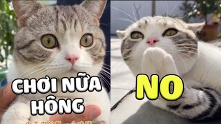 Dẫn ĐAO LẠC đi công viên nước trôi dạt bồng bềnh 🤣 | Pets TV