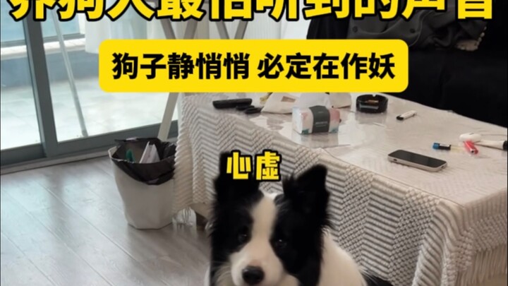 养狗人最怕听到的声音