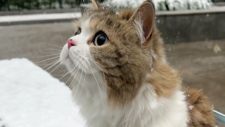 Brave cats get to enjoy the world first!