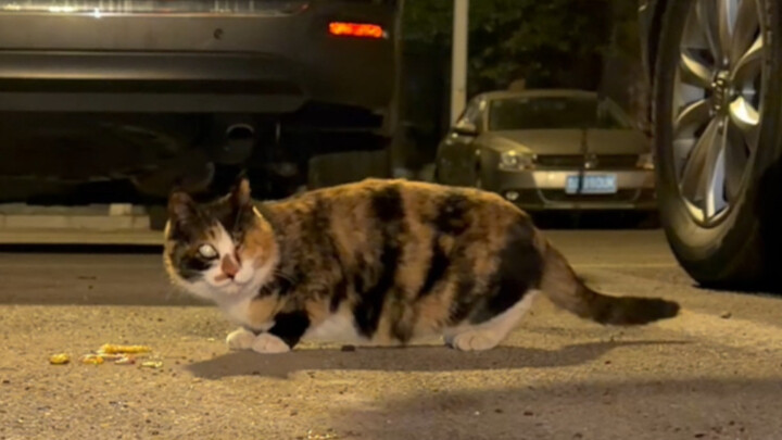 Học viện Mèo Đạo của tôi chẳng phải danh hão chút nào đâu!