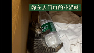 流浪猫有家了 抱着热水瓶睡着咯