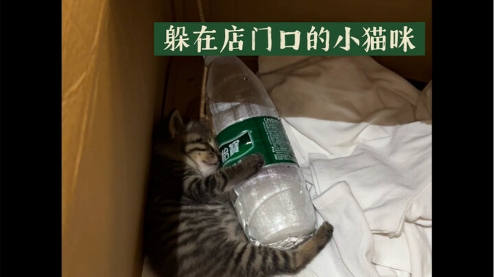 流浪猫有家了 抱着热水瓶睡着咯