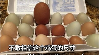 看这个鸡蛋的尺寸就知道不简单，敲开看看里面是什么情况？