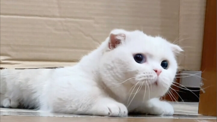 Kabarnya, jika kumis kucing bisa melewati suatu tempat, maka kucing itu pasti juga bisa melewatinya,