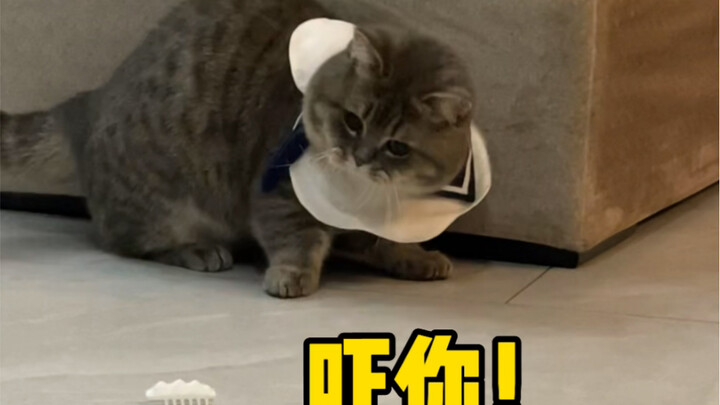 ของเล่นสุดโปรดของน้องแมว มาทีเดียวห้าตัว