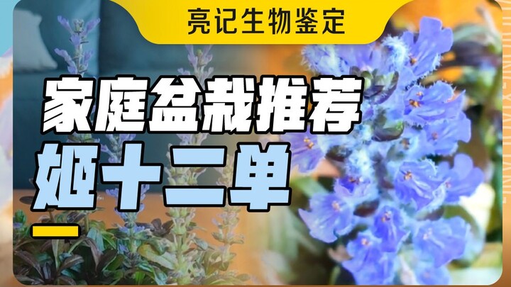 عشبة العصب القوية والمتينة التي يصعب جدًا أن تموت!