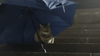 Cats will also hide from the rain carefully