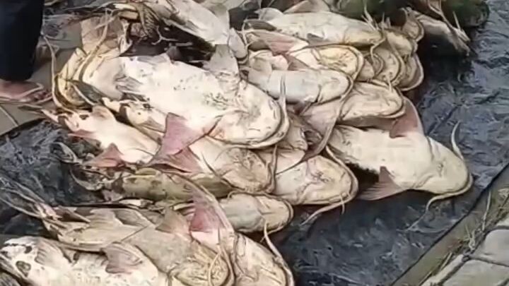 Nepal ka Fish