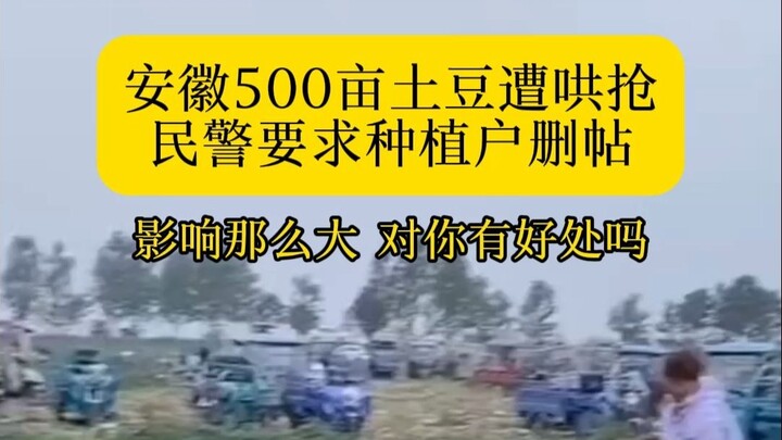 500 Acres of Potatoes in Suzhou, Anhui Stolen by Villagers in a Rush