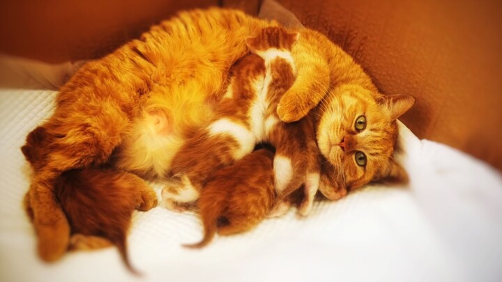 اقتراح التغيير إلى: برتقال   خنزير   ركود   المبيعات، ساعد   ساعد   up