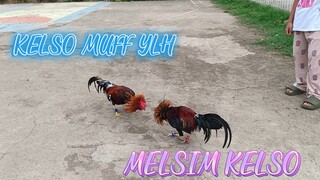 Kelso Muff YLH VS Melsim Kelso spar!