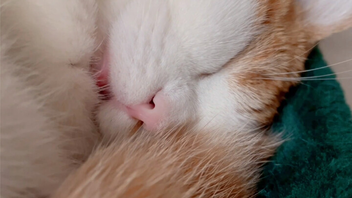 The little kitten snores, grinds its teeth, and makes smacking sounds while sleeping?! Turn up the v