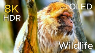 Inside Asia s Wildest Jungles  Full Documentary(1080P_HD)