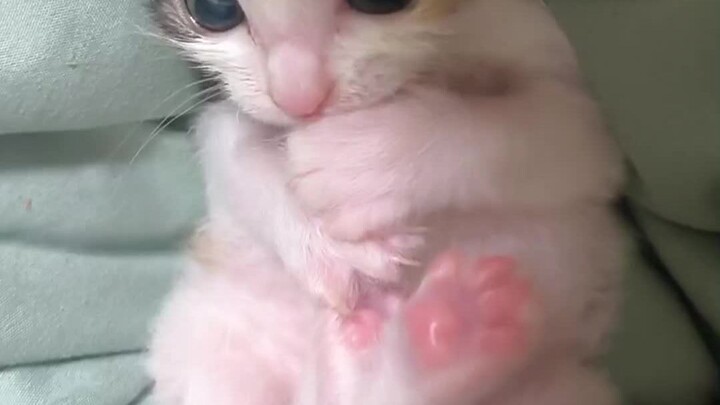 Come and admire the crystal kitten paws!