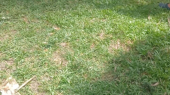 Regular Grey.Stag pa yung grey vs Cock na bulik.Talo pero di rin naka labas ng buhay yung kalaban.