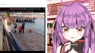 Dragon Girl Watching Cats Walking on the T-stage is So Elegant