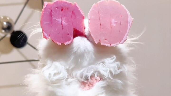 猫咪吃播｜双蛋齐下从小培养