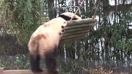 福宝的八百个心眼子