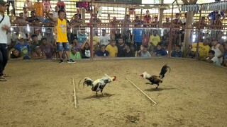 Bakiki Vs. Talisay  Muntikan na mag Draw biglang nabuhay ang Talisay pero namatay rin.