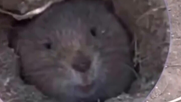 Gopher: Các người đúng là một lũ ngốc. . .
