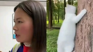 Anak kucing kecil itu sangat menyedihkan
