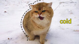 [Cat] A cat in the snow