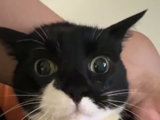 Chú mèo bại liệt, tình yêu tạo nên kỳ tích, thế giới này không hề thiếu những chú mèo nhỏ