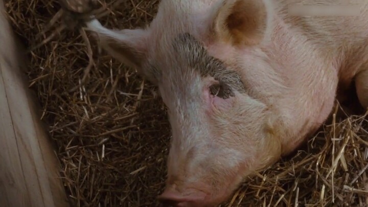 [Morisaki Cinema] The way you work hard is just like this pig fairy tale comedy "Charlotte's Web"