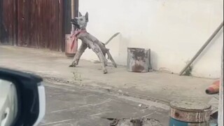 柴 犬