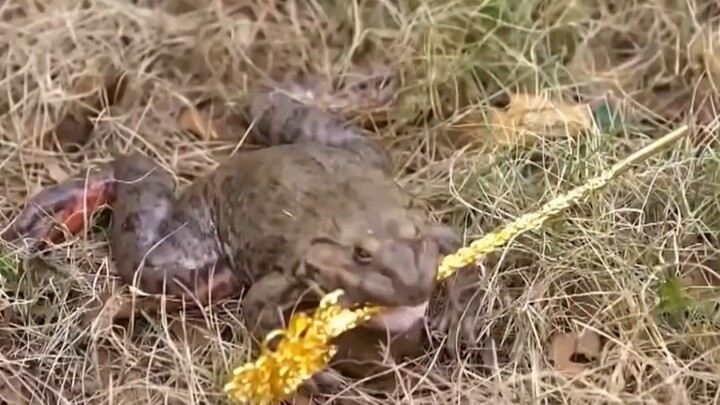 أراد ضفدع الجذام أن يتزوج الأميرة، فأهدى لها سنّاً ذهبياً، لكن المفاجأة أن الأميرة أرادت حياته بدلاً