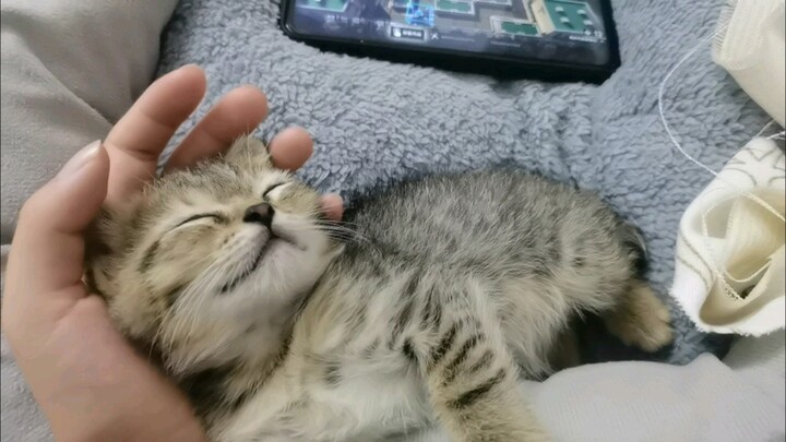 Kucing kecil itu tertidur di atas tanganku, hehehe…