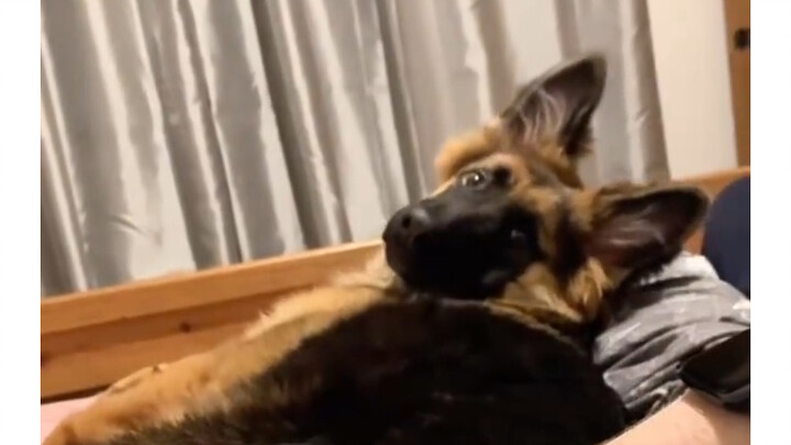 Khi chủ nhân đang vuốt ve chú chó thì đột nhiên dừng lại…