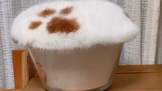 猫 咪 迷 惑 行 为 大 赏