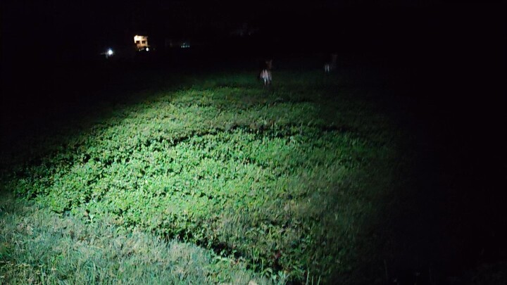 Nilgai in the Fields at Night 🐂🌾 | Crop Damage