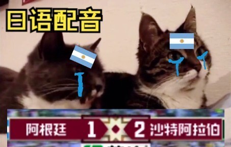 The cat that went all-in during Argentina’s match against Saudi Arabia (but in Japanese)