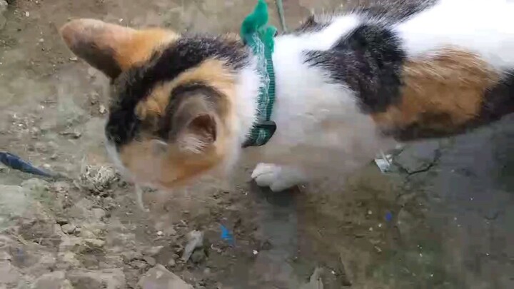 Cow is the only way to dew your family is the 😆😆😆😆