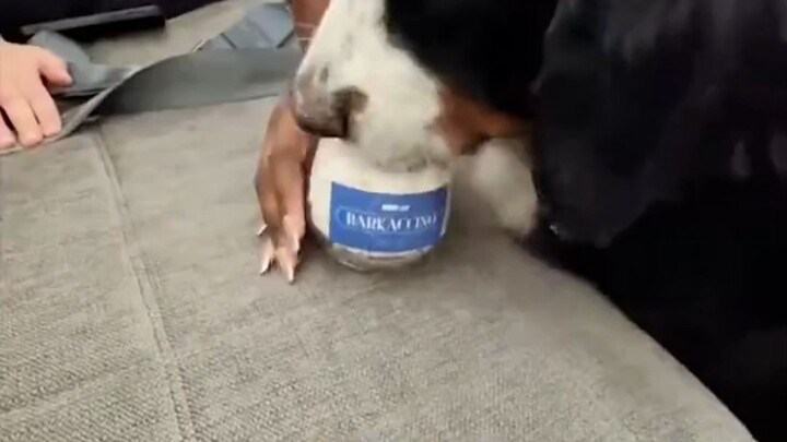 Hãy cùng khám phá dịch vụ hàng không Bark Air dành riêng cho những chú cún cỡ lớn! Giờ đây chó to cũ