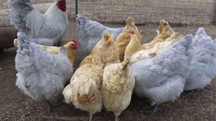 [Orpington Chickens] Lavender Buff and Light Buff Orpingtons Feeding Together