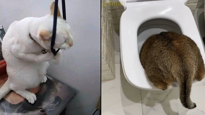 KUCING LUCU 2020 😂 Video kucing paling lucu dan gemesin bikin ketawa ngakak | Kucing Paling Imut