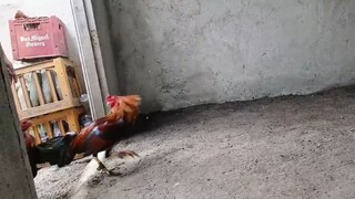 exercise🐓#sabongislife