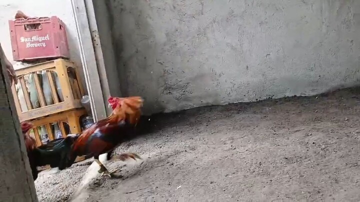 exercise🐓#sabongislife