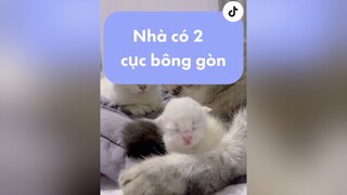 Hai cục bông gòn đặt tên gì đây cả nhà nhacona mèo xuhuong kitten cat