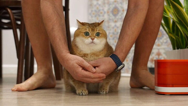 Cat: I can tell you just want to work me to death!