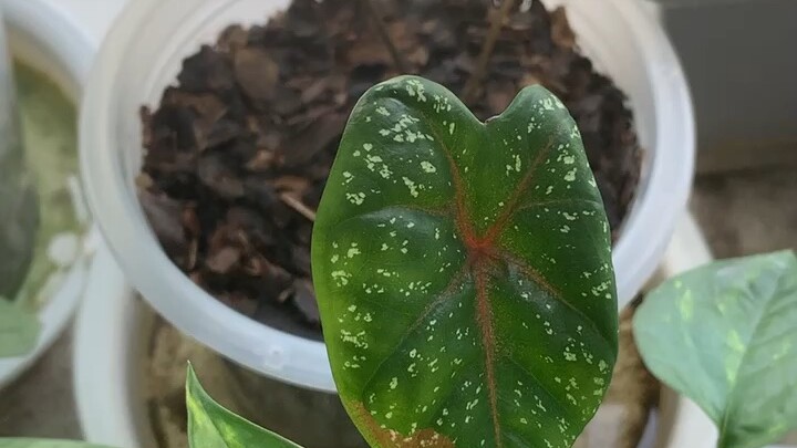 บอนสีนางไหม