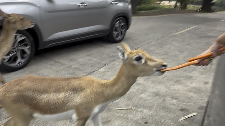 Big deer at safari zoo rusa besar ditaman safari